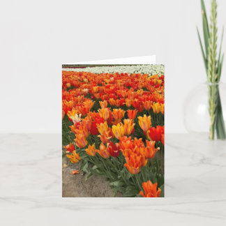 Oranje tulpen in het veld, Woodburn, OR Bedankkaart