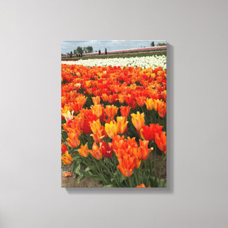 Oranje tulpen in het veld, Woodburn, OR Canvas Afdruk