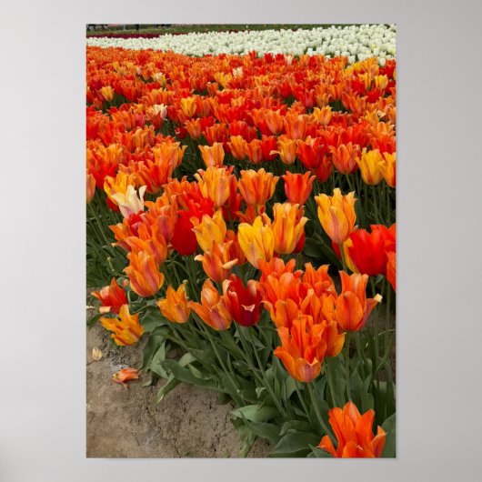 Oranje tulpen in het veld, Woodburn, OR Poster (Voorkant)