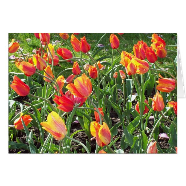 Oranje Tulpen kaart (Voorkant Horizontaal)