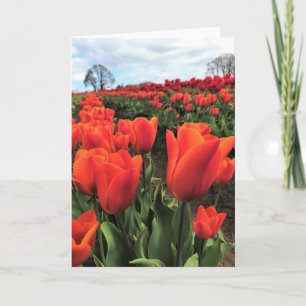 Oranje tulpen op een veld, Oregon Kaart