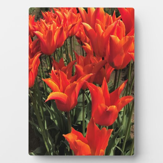 Oranje Tulpen, Oregon Fotoplaat (voorkant)