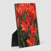 Oranje Tulpen, Oregon Fotoplaat (Zijkant)