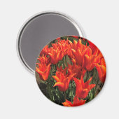 Oranje Tulpen, Oregon Magneet (Voorkant / Achterkant)