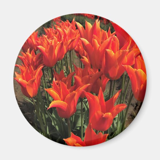 Oranje Tulpen, Oregon Magneet (Voorkant)