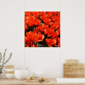 Oranje tulpen poster (Keuken)