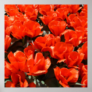 Oranje tulpen poster