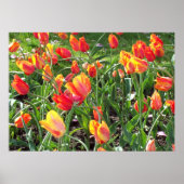 Oranje Tulpen Poster (Voorkant)