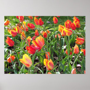 Oranje Tulpen Poster