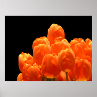 Oranje Tulpen Poster