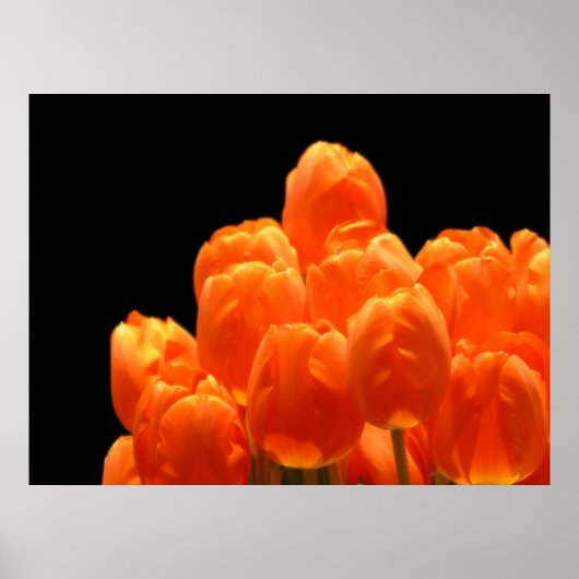 Oranje Tulpen Poster (Voorkant)