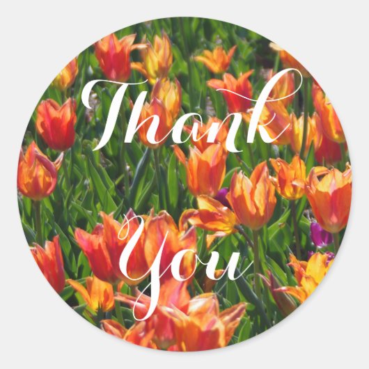 Oranje Tulpen Ronde Sticker (Voorkant)