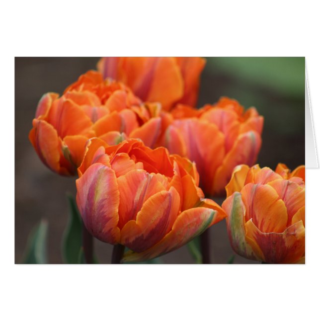 Oranje Tulpen wenskaart. (Voorkant Horizontaal)