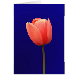 oranje tulpenbloem op blauwe achtergrond