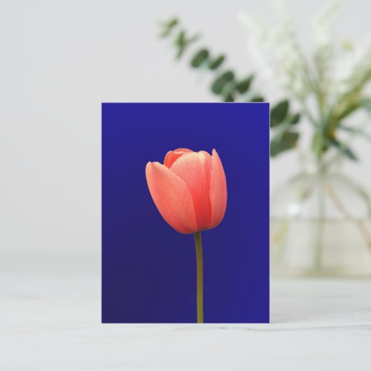 oranje tulpenbloem op blauwe achtergrond briefkaart (Staand voorkant)