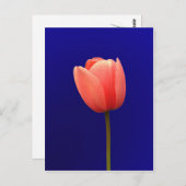 oranje tulpenbloem op blauwe achtergrond briefkaart (Voorkant / Achterkant)