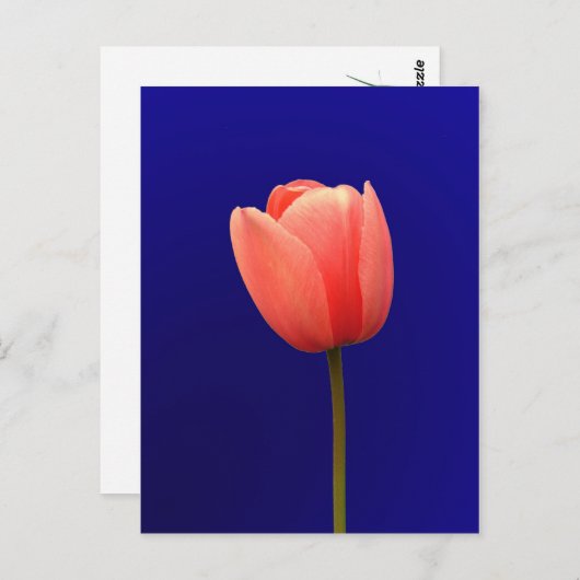 oranje tulpenbloem op blauwe achtergrond briefkaart (Voorkant / Achterkant)