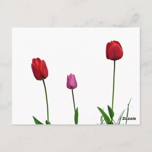 oranje tulpenbloem op blauwe achtergrond briefkaart (Achterkant)