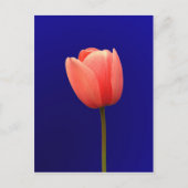 oranje tulpenbloem op blauwe achtergrond briefkaart (Voorkant)
