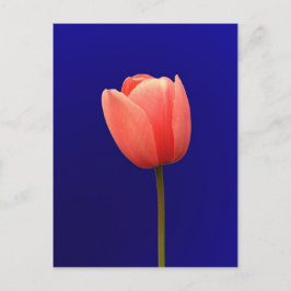 oranje tulpenbloem op blauwe achtergrond briefkaart