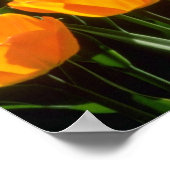 Oranje Tulpenbloemen Poster (Hoek)