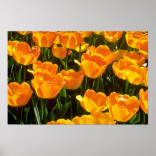 Oranje Tulpenbloemen Poster
