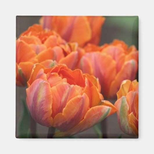 Oranje tulpenmagneet magneet (Voorkant)