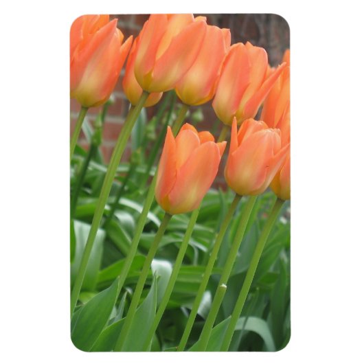 Oranje tulpentuin magneet (Verticaal)