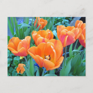 Oranje Tulps-fotokunst Briefkaart