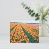 Oranje Tulpvelden, Hollandbloemen Briefkaart (Staand voorkant)