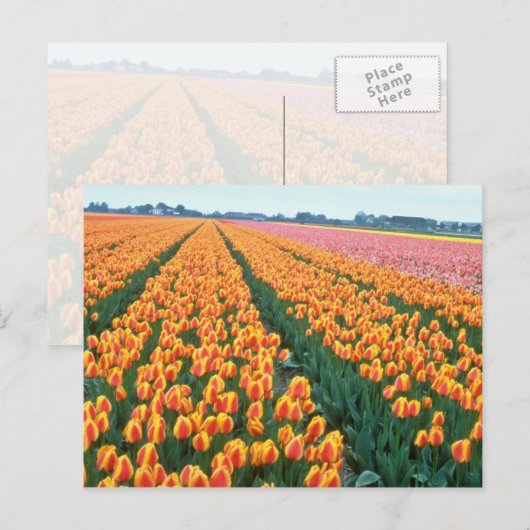 Oranje Tulpvelden, Hollandbloemen Briefkaart (Voorkant / Achterkant)