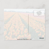 Oranje Tulpvelden, Hollandbloemen Briefkaart (Achterkant)
