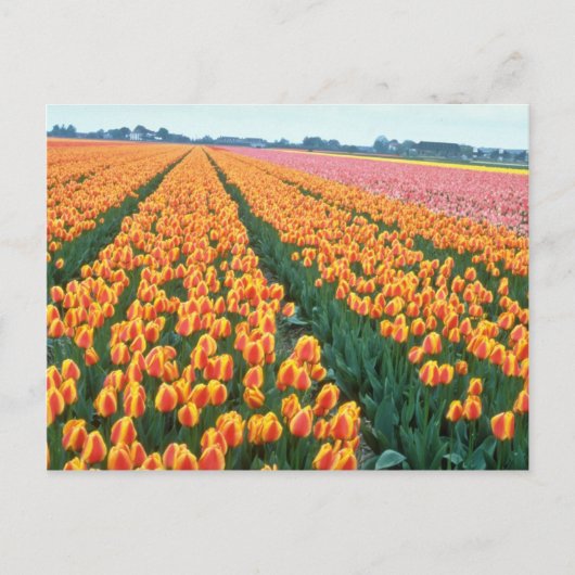 Oranje Tulpvelden, Hollandbloemen Briefkaart (Voorkant)
