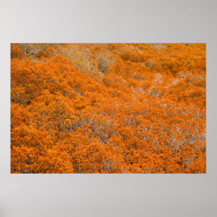 Oranje uitzicht. Oranje bladachtergrond. herfst Poster