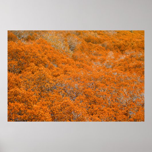 Oranje uitzicht. Oranje bladachtergrond. herfst Poster (Voorkant)
