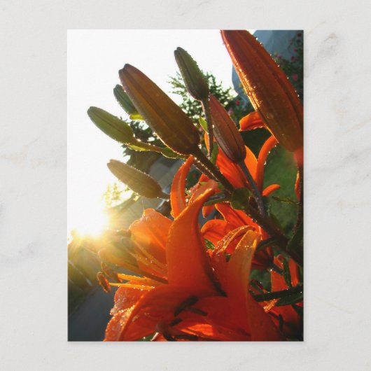 Oranje Un Bloomed Briefkaart (Voorkant)