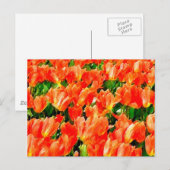 Oranje veld van tulpen briefkaart (Voorkant / Achterkant)