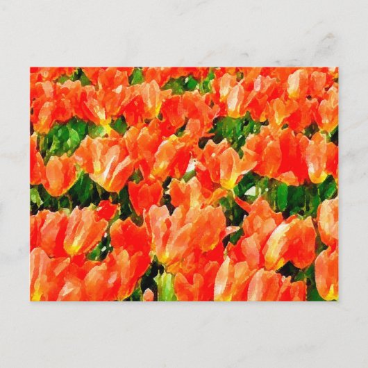 Oranje veld van tulpen briefkaart (Voorkant)