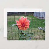 Oranje ventilator briefkaart (Voorkant / Achterkant)