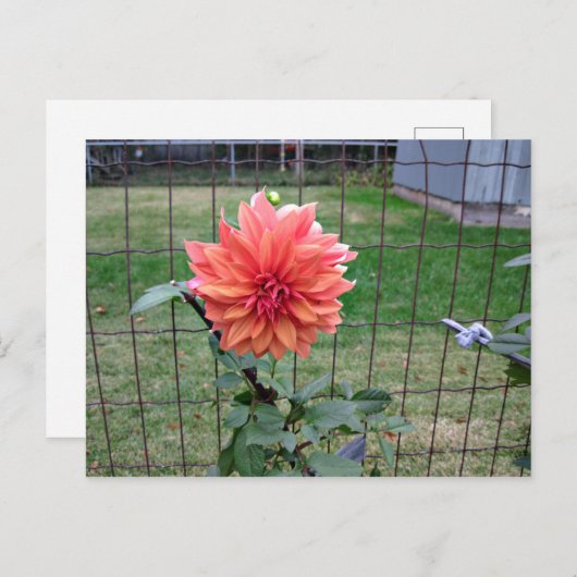 Oranje ventilator briefkaart (Voorkant / Achterkant)