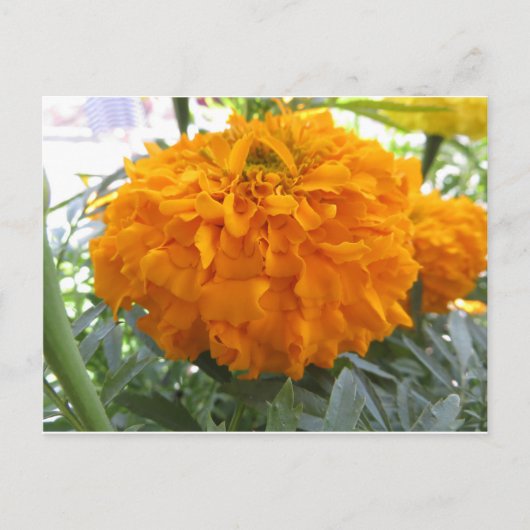 Oranje ventilator briefkaart (Voorkant)