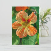 Oranje ventilator Nasturtium Blanco Kaart (Staand voorkant)