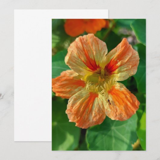 Oranje ventilator Nasturtium Blanco Kaart (Voorkant / Achterkant)
