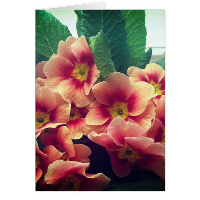 Oranje ventilatorblanco Kaart (Voorkant)