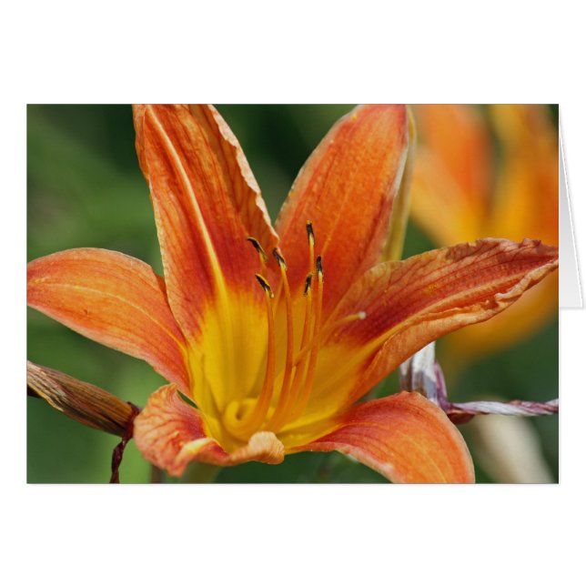 Oranje ventilatorkaart (Voorkant Horizontaal)