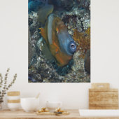 Oranje vis poster (Keuken)