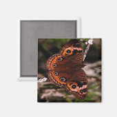 oranje vleugelvlindermagneet magneet (Voorkant / Achterkant)