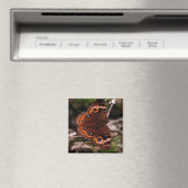oranje vleugelvlindermagneet magneet (Insitu (Vaatwasser))