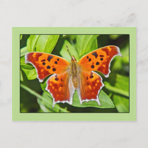Oranje vlinder briefkaart