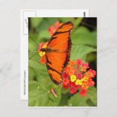 oranje vlinder briefkaart (Voorkant / Achterkant)